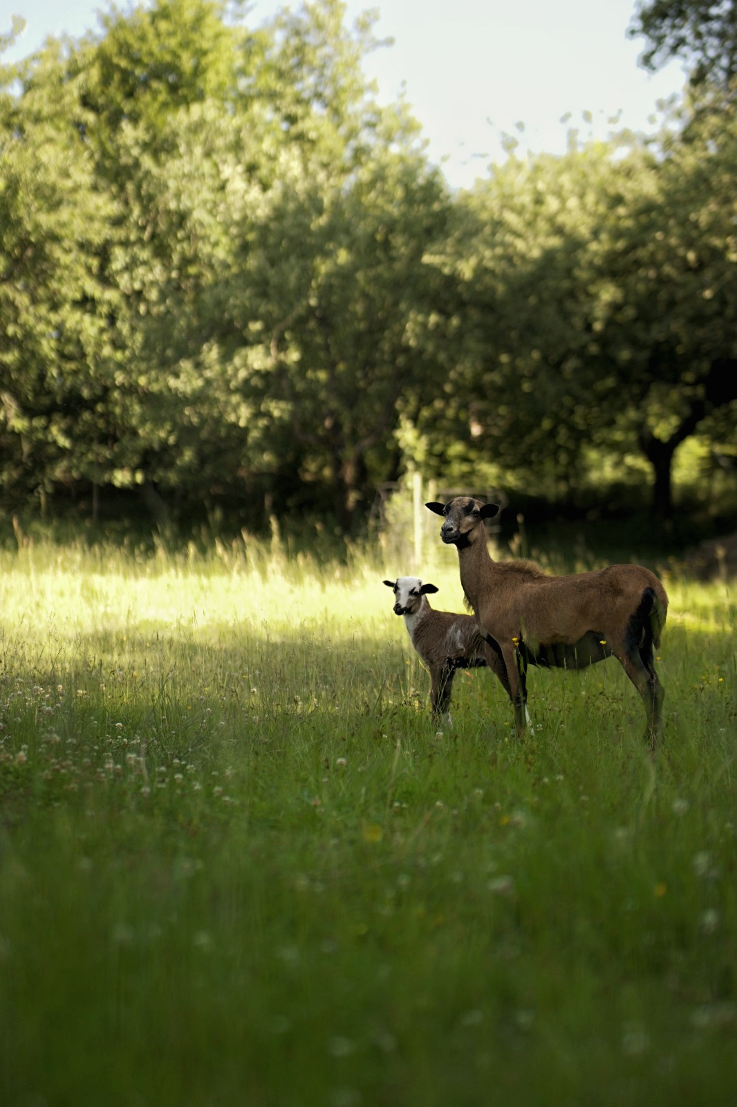 Chalupa U Trnky Valašsko - ovce